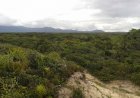 Como a Vegetação Restinga Protege Ilha Comprida da Erosão?