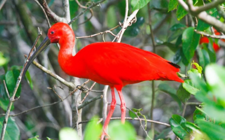 observação de aves em Ilha Comprida