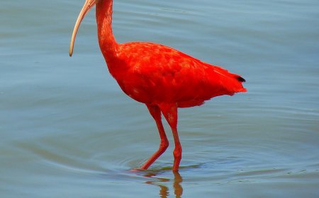 Como Preservar a Fauna e a Flora de Ilha Comprida Durante Sua Visita