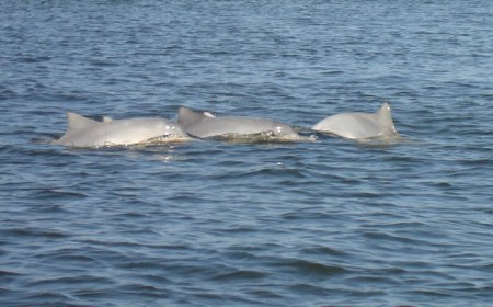 O Mar de Ilha Comprida: Vida Marinha e Curiosidades