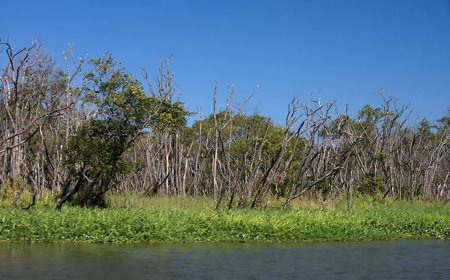 Conheça os Pântanos e Sua Importância para o Meio Ambiente em Ilha Comprida