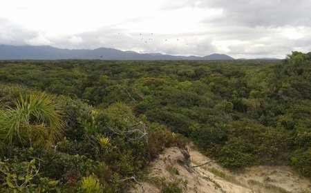 Como a Vegetação Restinga Protege Ilha Comprida da Erosão?