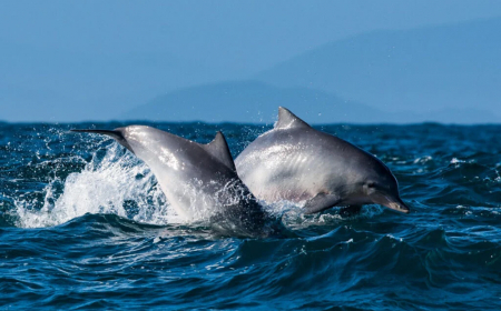 observação de golfinhos, baleias no litoral paulista, vida marinha