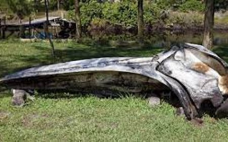 Paleontologia  na Ilha comprida – Há registros fósseis na região? O que dizem sobre o passado remoto?