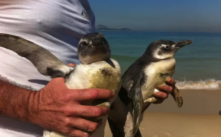 Como a Fauna de Ilha Comprida Encanta os Turistas | Descubra a Diversidade Natural