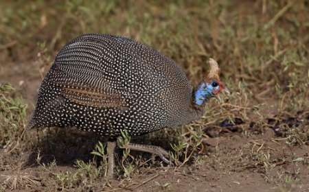 Explorando a fauna e flora do Parque Estadual Ilha Comprida.