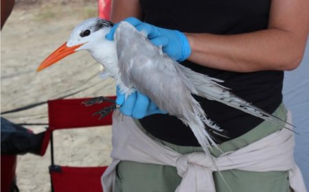 O que fazer em Ilha Comprida durante a temporada de aves migratórias.