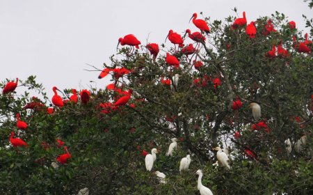Como a vegetação nativa de Ilha Comprida preserva o equilíbrio ecológico.