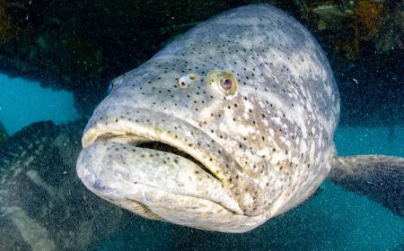 O Segredo do Peixe Fresco em Ilha Comprida