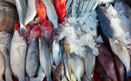 Onde Encontrar Peixe Fresco em Ilha Comprida