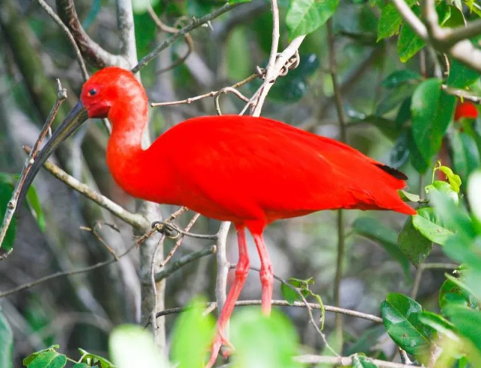 observação de aves em Ilha Comprida