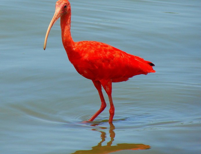 Como Preservar a Fauna e a Flora de Ilha Comprida Durante Sua Visita