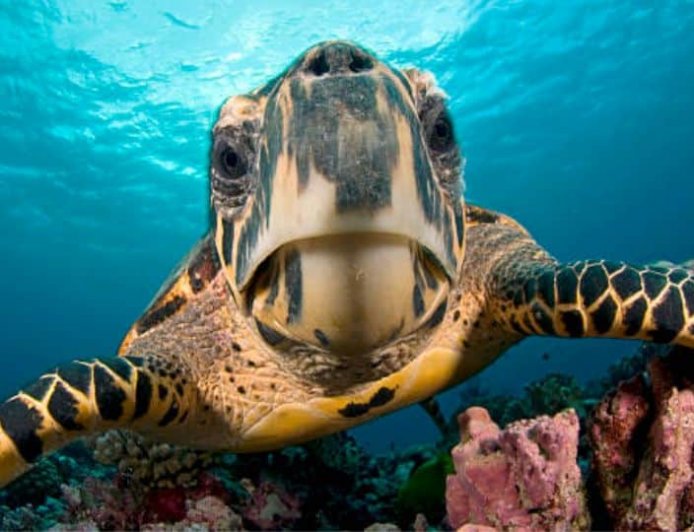 A Importância da Ilha Comprida para as Tartarugas Marinhas