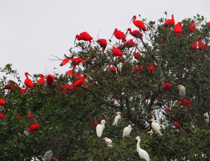 Como a vegetação nativa de Ilha Comprida preserva o equilíbrio ecológico.
