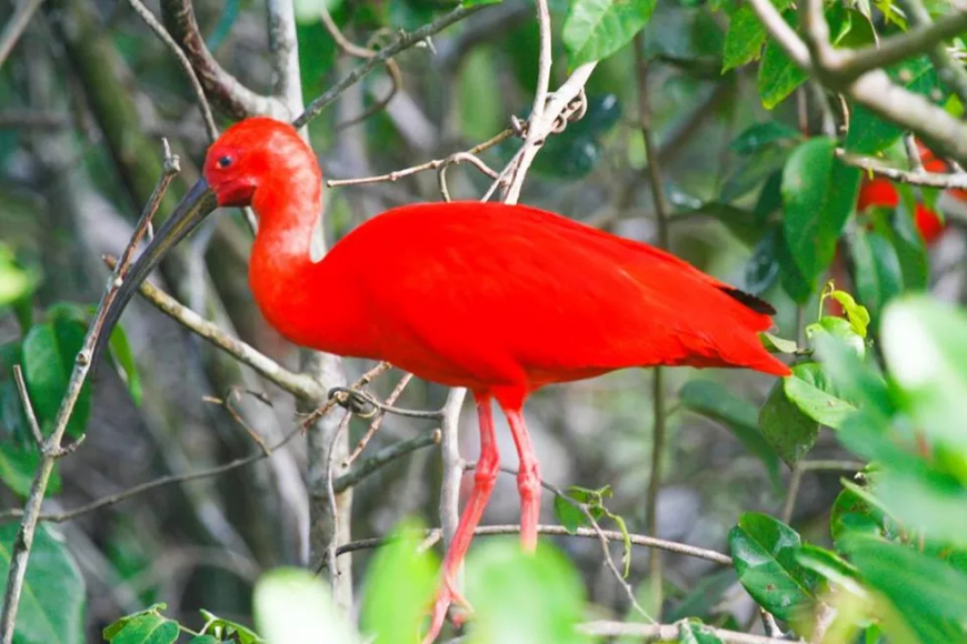observação de aves em Ilha Comprida