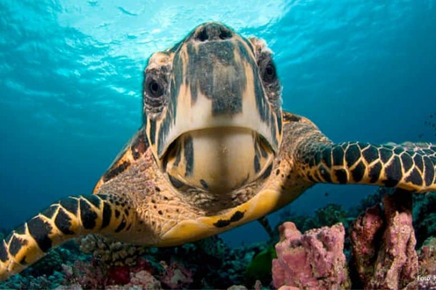A Importância da Ilha Comprida para as Tartarugas Marinhas